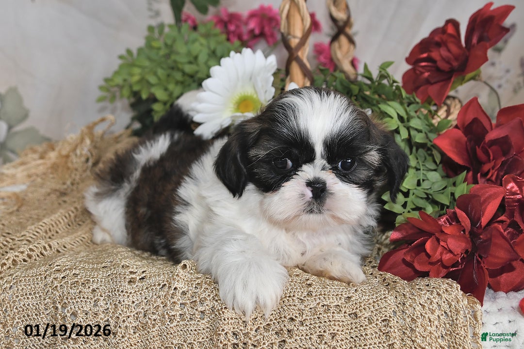 Shih Tzu dogs for sale: Sparkle - Ad 5