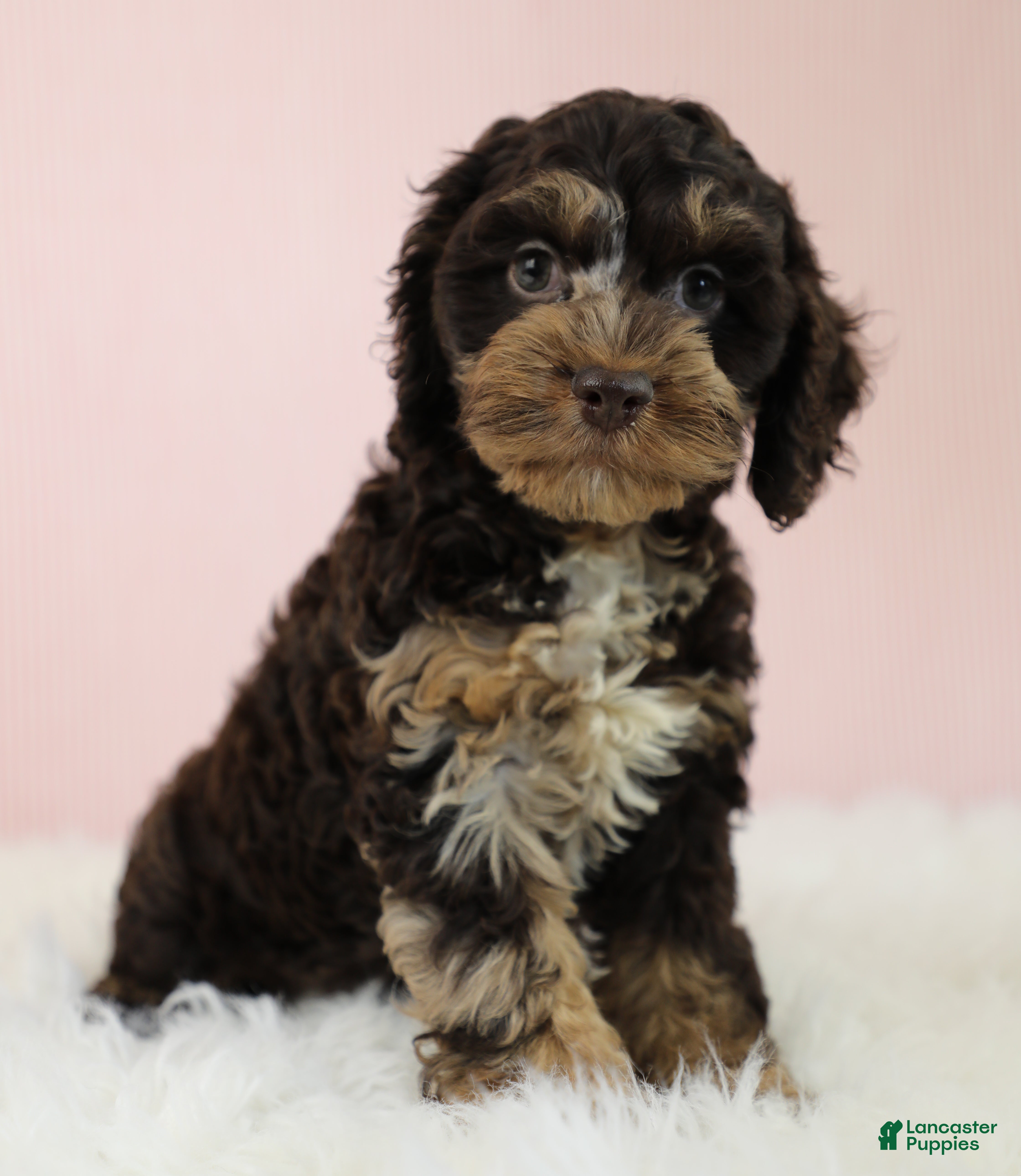 Cockapoo dogs Levi 🫐 - Ad 2