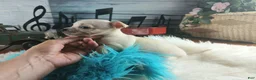 Chihuahua dogs for sale: Haleys cream boy. Hand Delivery  - Ad 8