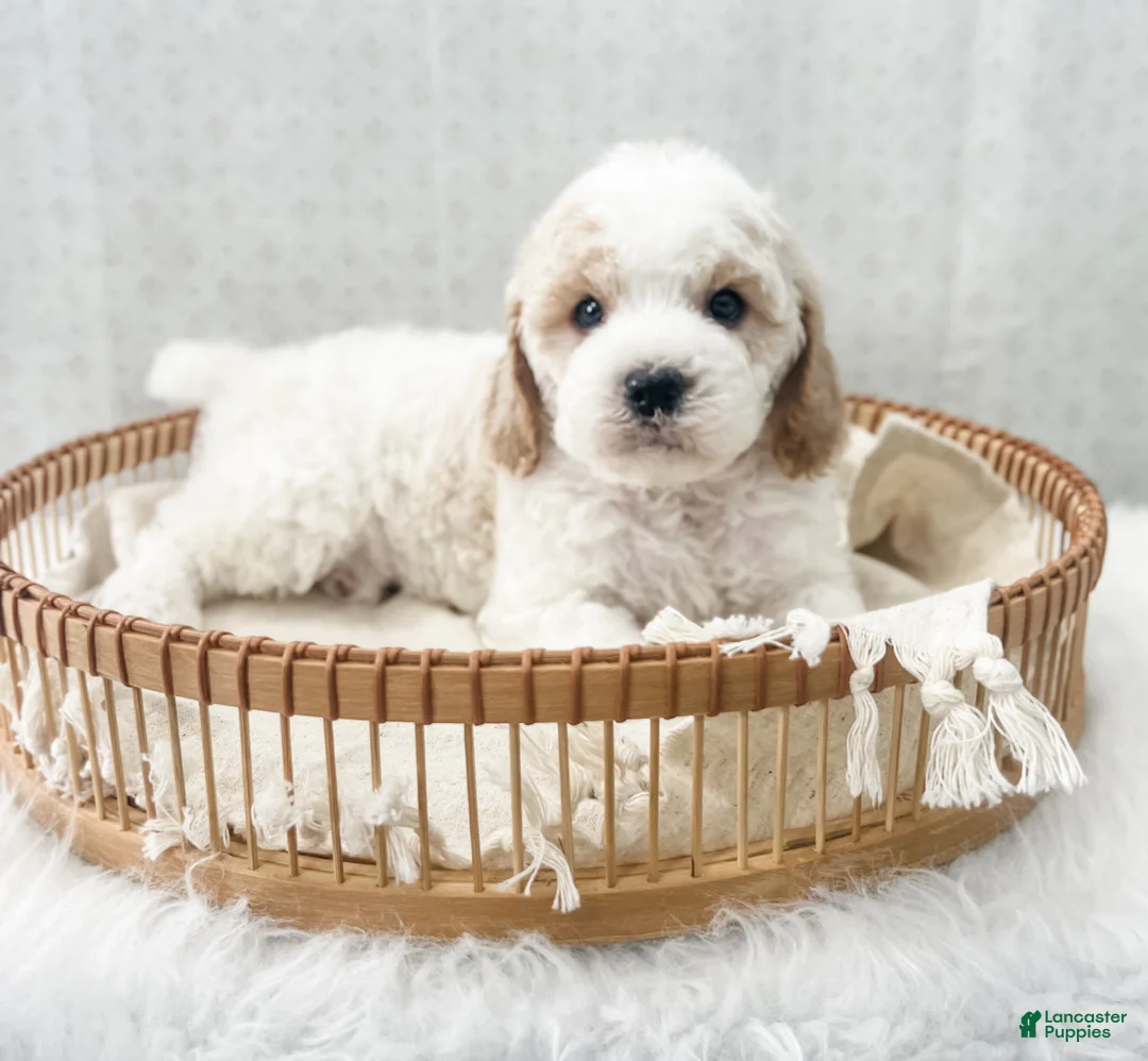 Cavapoo dogs for sale: Rye - Ad 10
