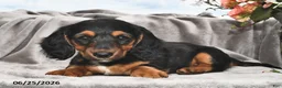 Miniature Dachshund dogs for sale: Millie - Ad 3