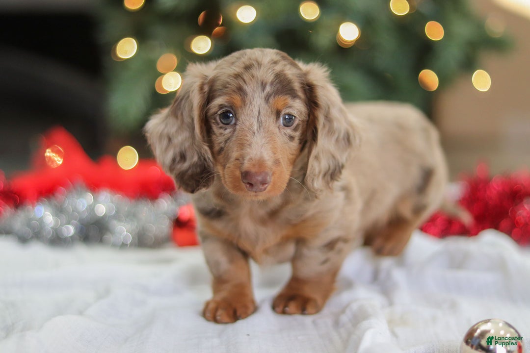 Miniature Dachshund dogs for sale: Buddy - Ad 12