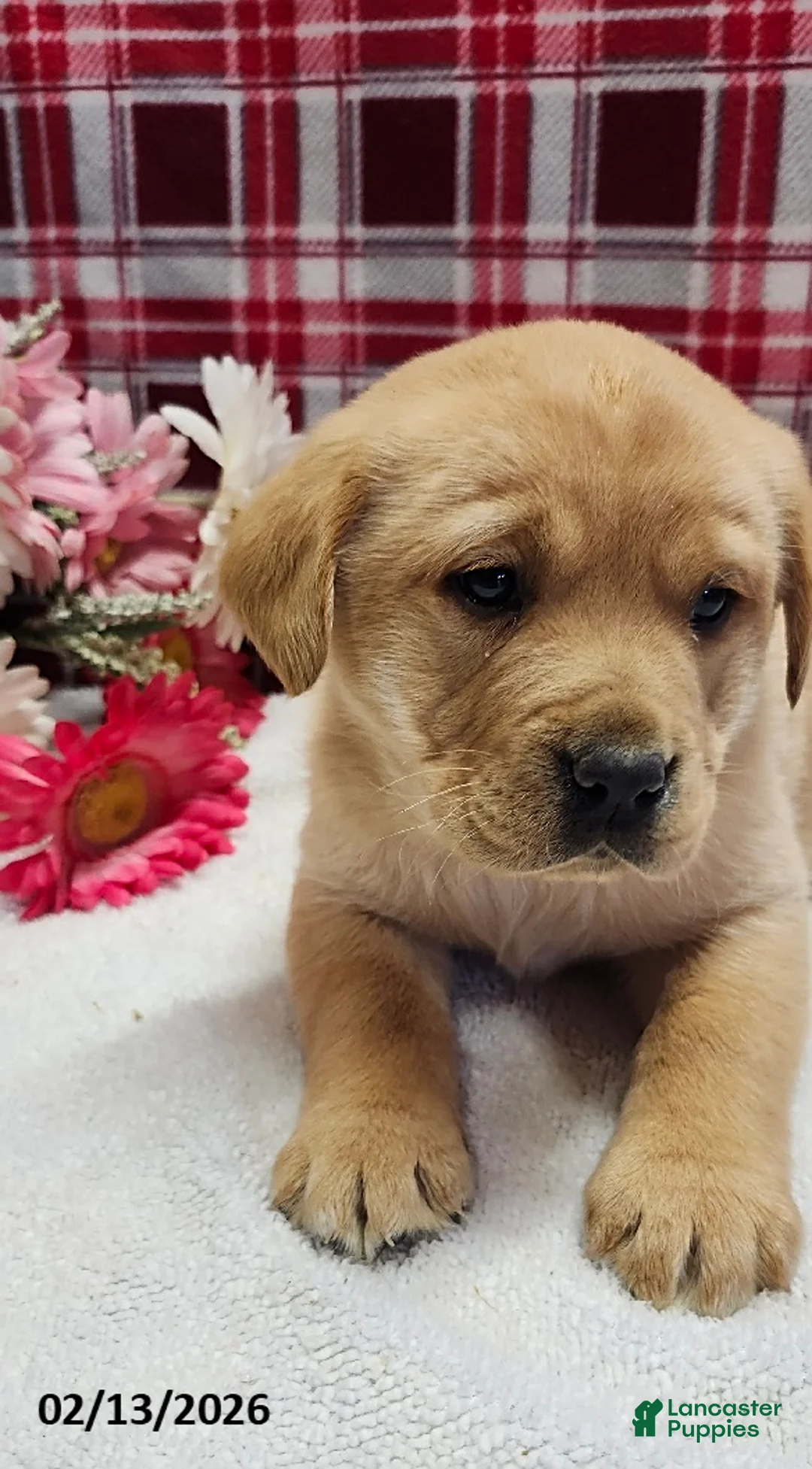 Labrador Retriever dogs for sale: Sally - Ad 1