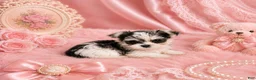 Morkie dogs for sale: Teacup Morkies - Ad 2