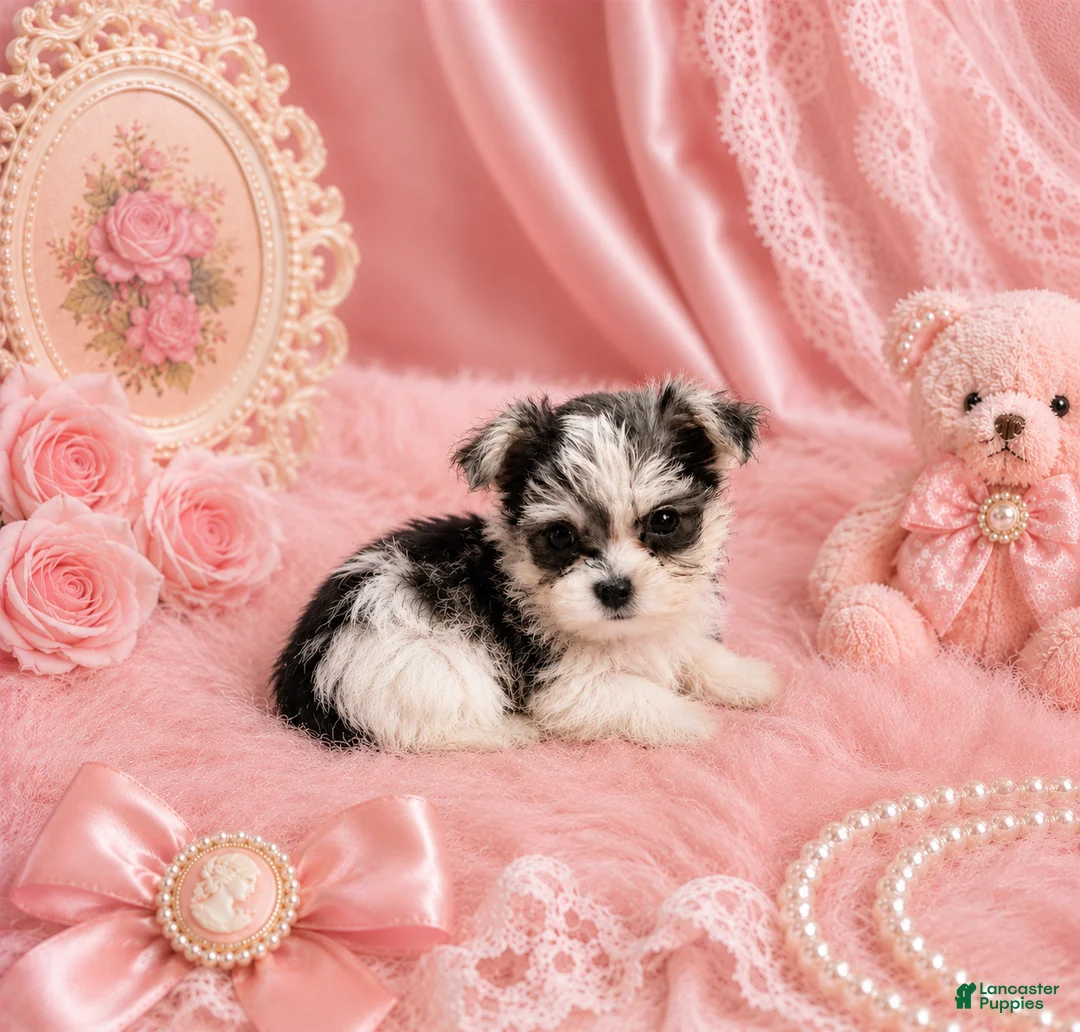 Morkie dogs for sale: Teacup Morkies - Ad 2