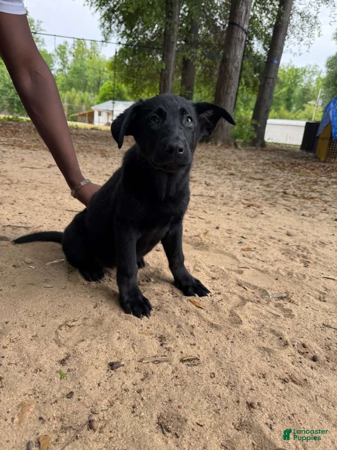 Mixed Breed dogs for sale: Athena  - Ad 2