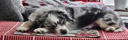 Miniature Australian Shepherd dogs for sale: Miniature Australian Shepherd Puppy 2 - Ad 13