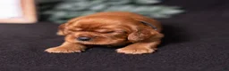 Cavalier King Charles Spaniel dogs for sale: Einstein - Ad 6