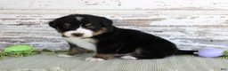Bernese Mountain Dog dogs for sale: Monty - Ad 2
