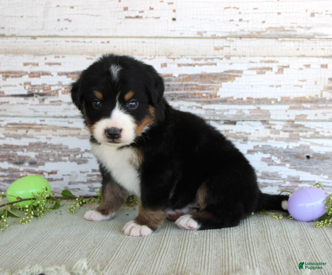 Bernese Mountain Dog dogs for sale: Monty - Ad 2