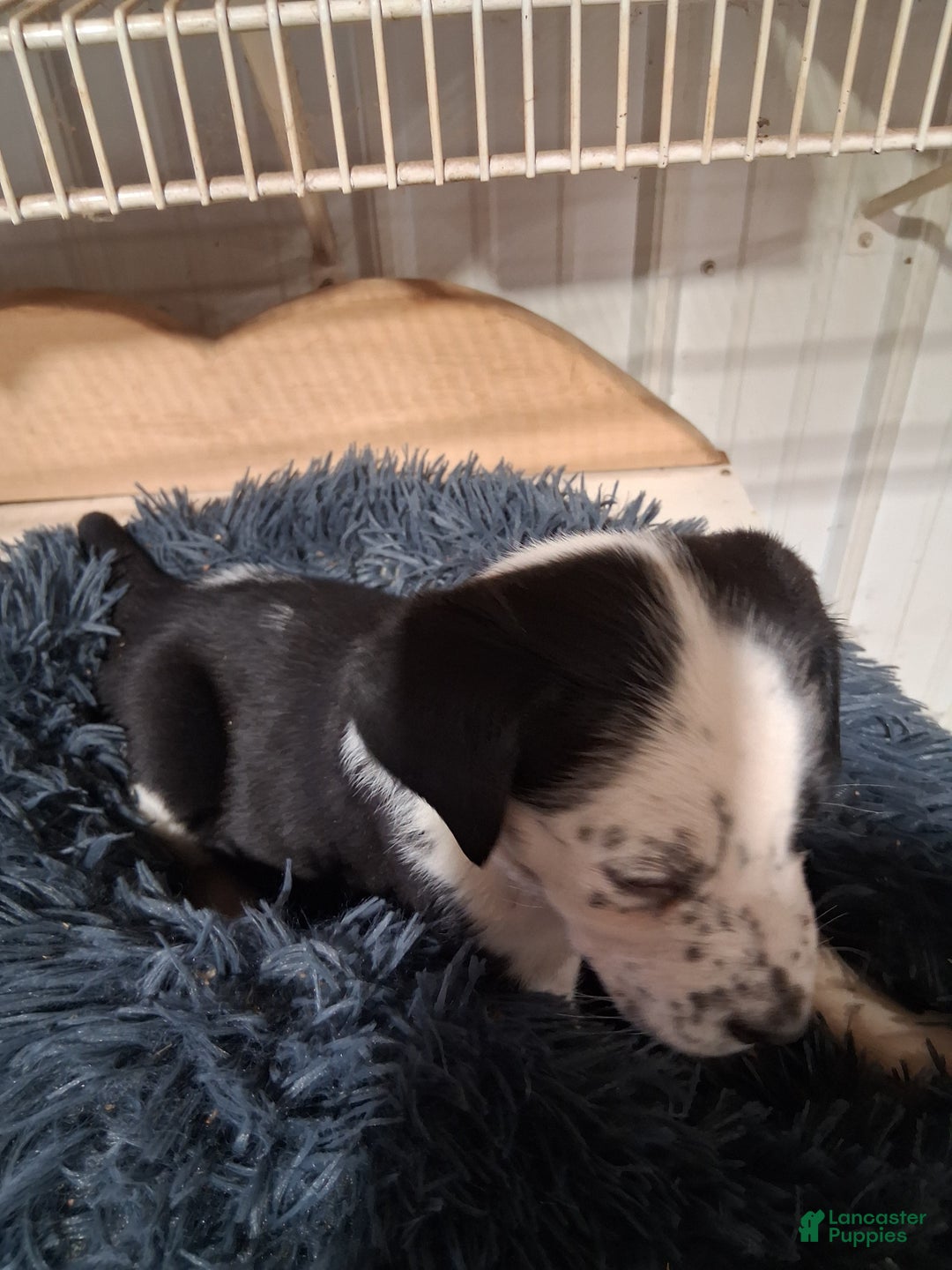 Mixed Breed dogs for sale: Mabel - Ad 3