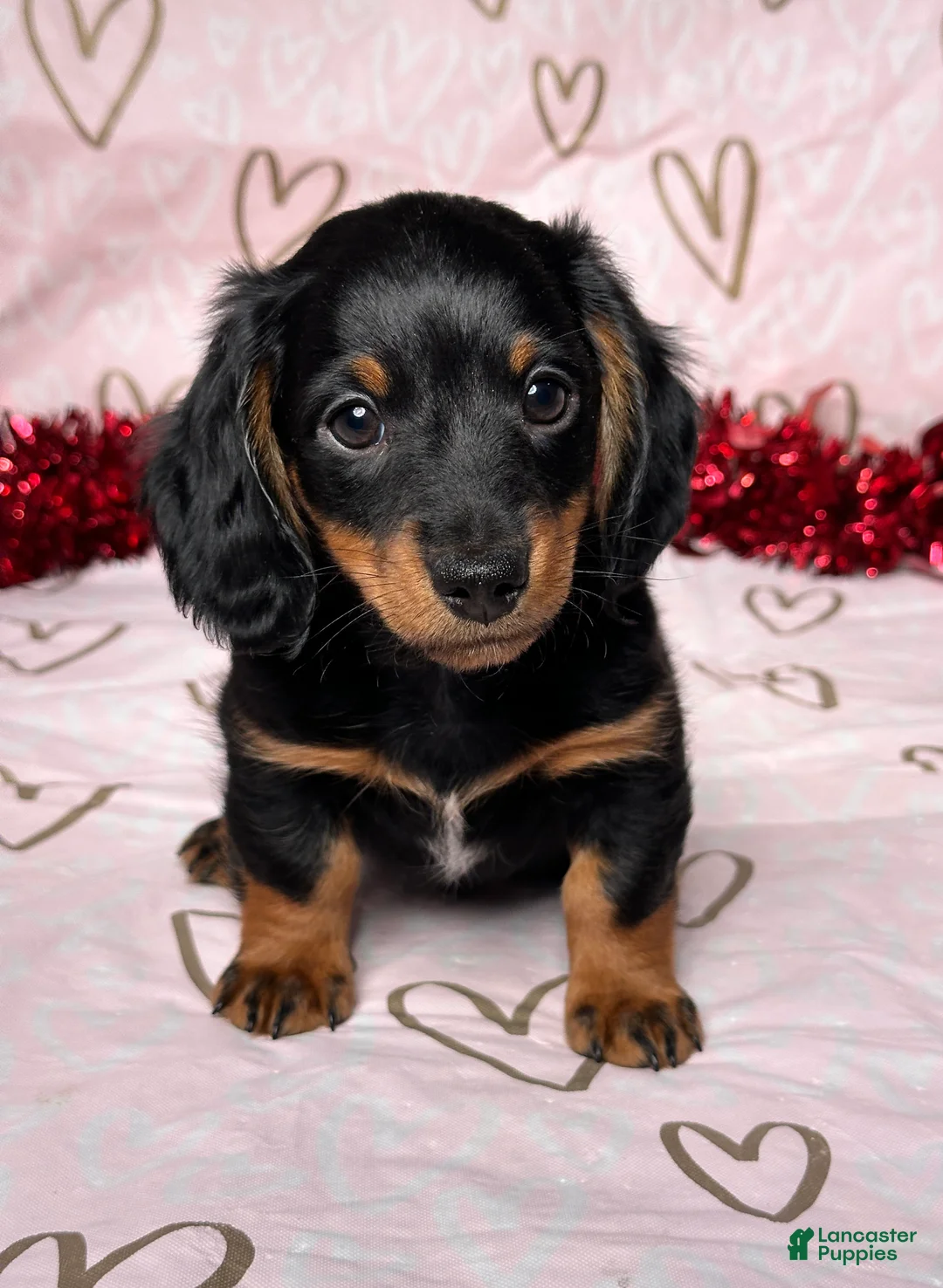 Miniature Dachshund dogs for sale: Cooper - Ad 1