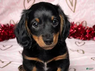 Miniature Dachshund dogs Cooper - Ad 35