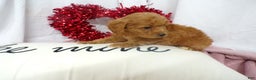 Goldendoodle dogs for sale: Beau - Ad 2