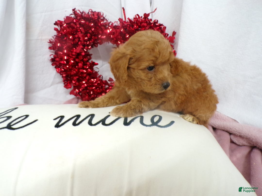 Goldendoodle dogs for sale: Beau - Ad 2