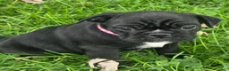 Mixed Breed dogs for sale: Millie - Ad 5