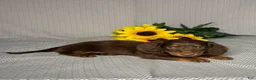 Miniature Dachshund dogs for sale: Luke - Ad 5