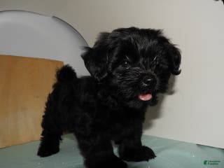 Mixed Breed dogs Queen - Ad 19