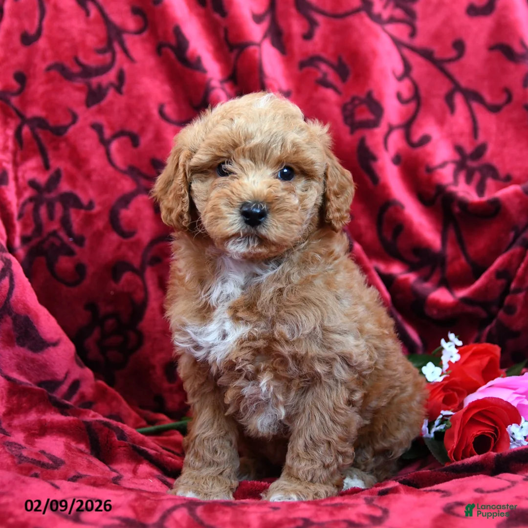 Toy Poodle dogs for sale: Charming - Ad 2