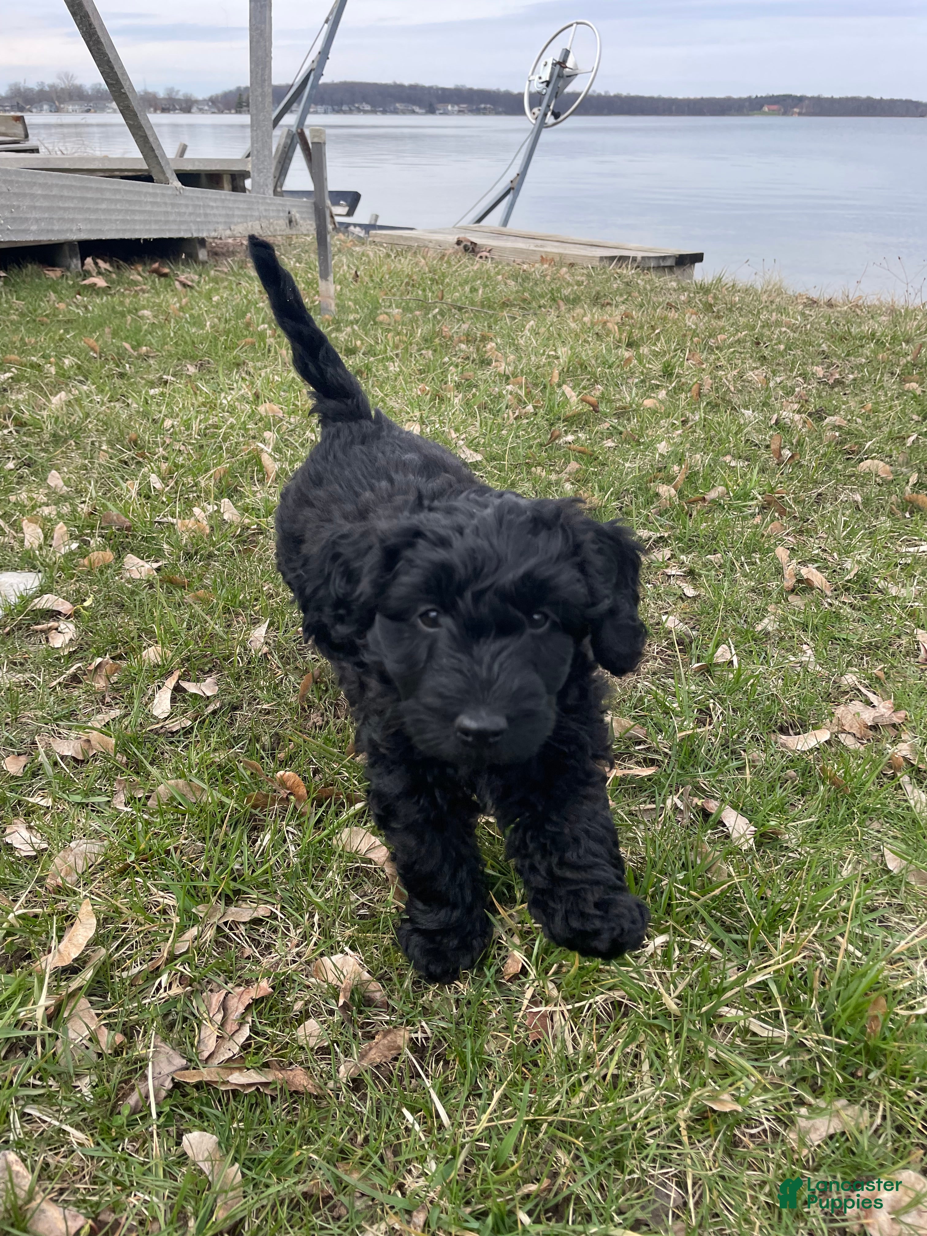 Labradoodle dogs Shadow - Ad 2