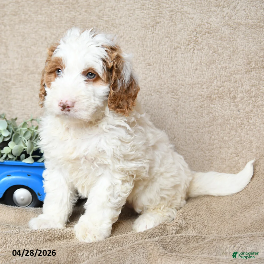 Goldendoodle dogs for sale: Nilla - Ad 2