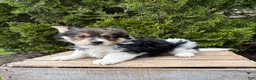 Mixed Breed dogs for sale: Rio - Ad 7