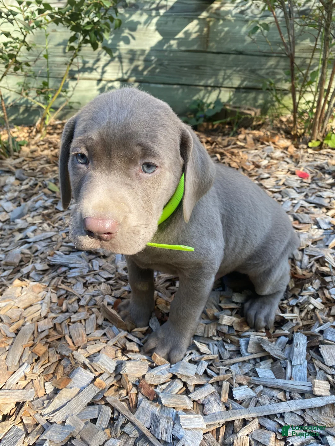 Labrador Retriever dogs for sale: Charlie - Ad 1