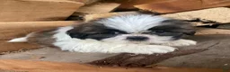 Shih Tzu dogs for sale: Diesel - Ad 12