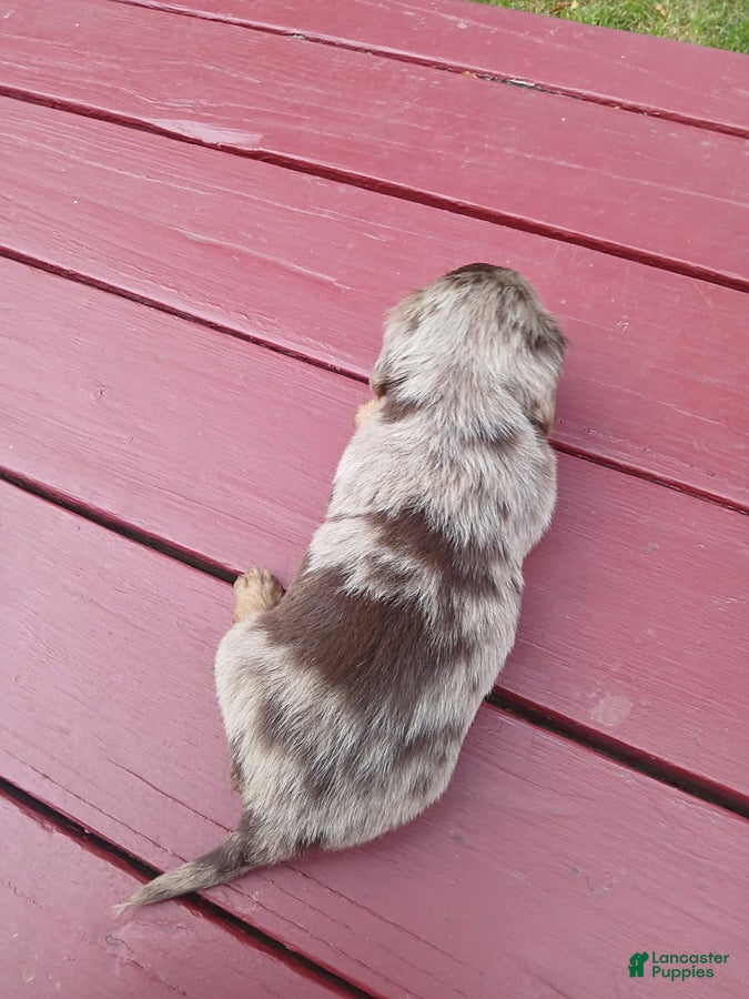 Miniature Dachshund dogs Comrade - Ad 2