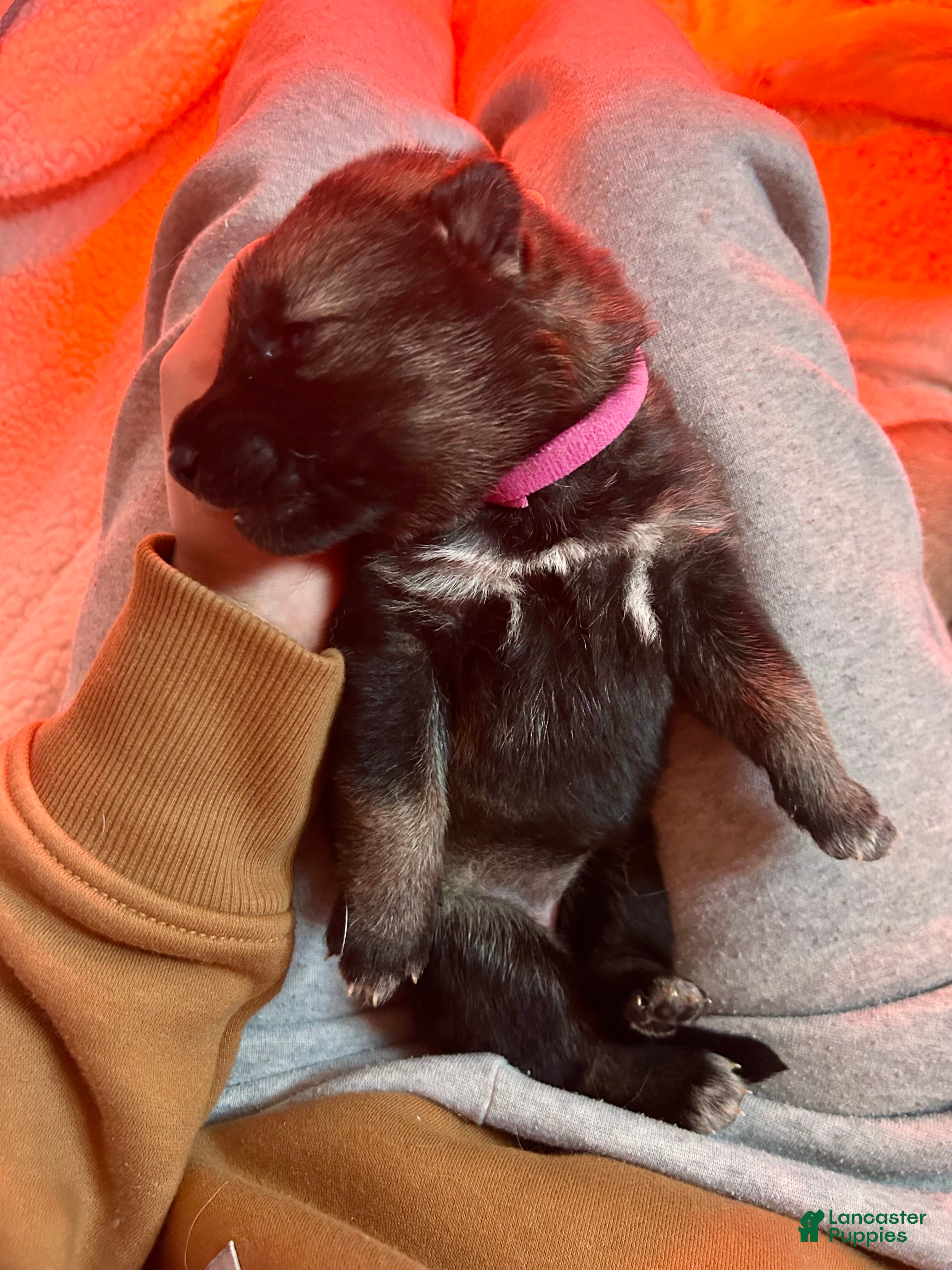 Gerberian Shepsky dogs (Magenta collar) Gerberian Shepsky Puppy 7 - Ad 18