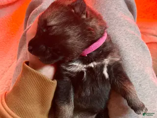 Gerberian Shepsky dogs (Magenta collar) Gerberian Shepsky Puppy 7 - Ad 18