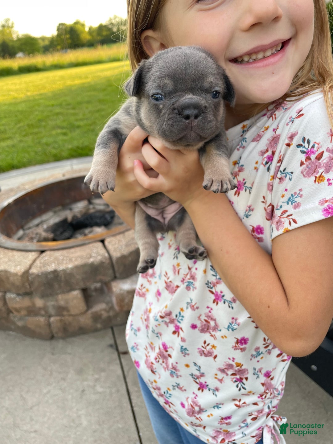French Bulldog dogs for sale: French Bulldog Puppy 4 - Ad 14