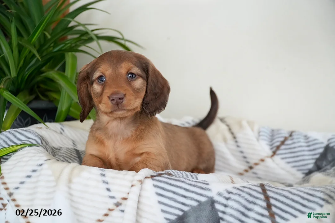 Miniature Dachshund dogs for sale: Benny - Ad 4