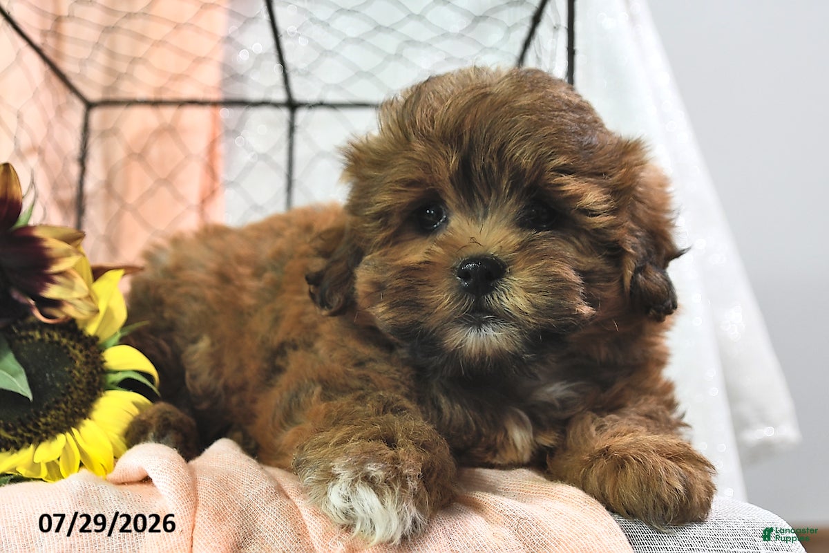 Shihpoo dogs Shila - Ad 2