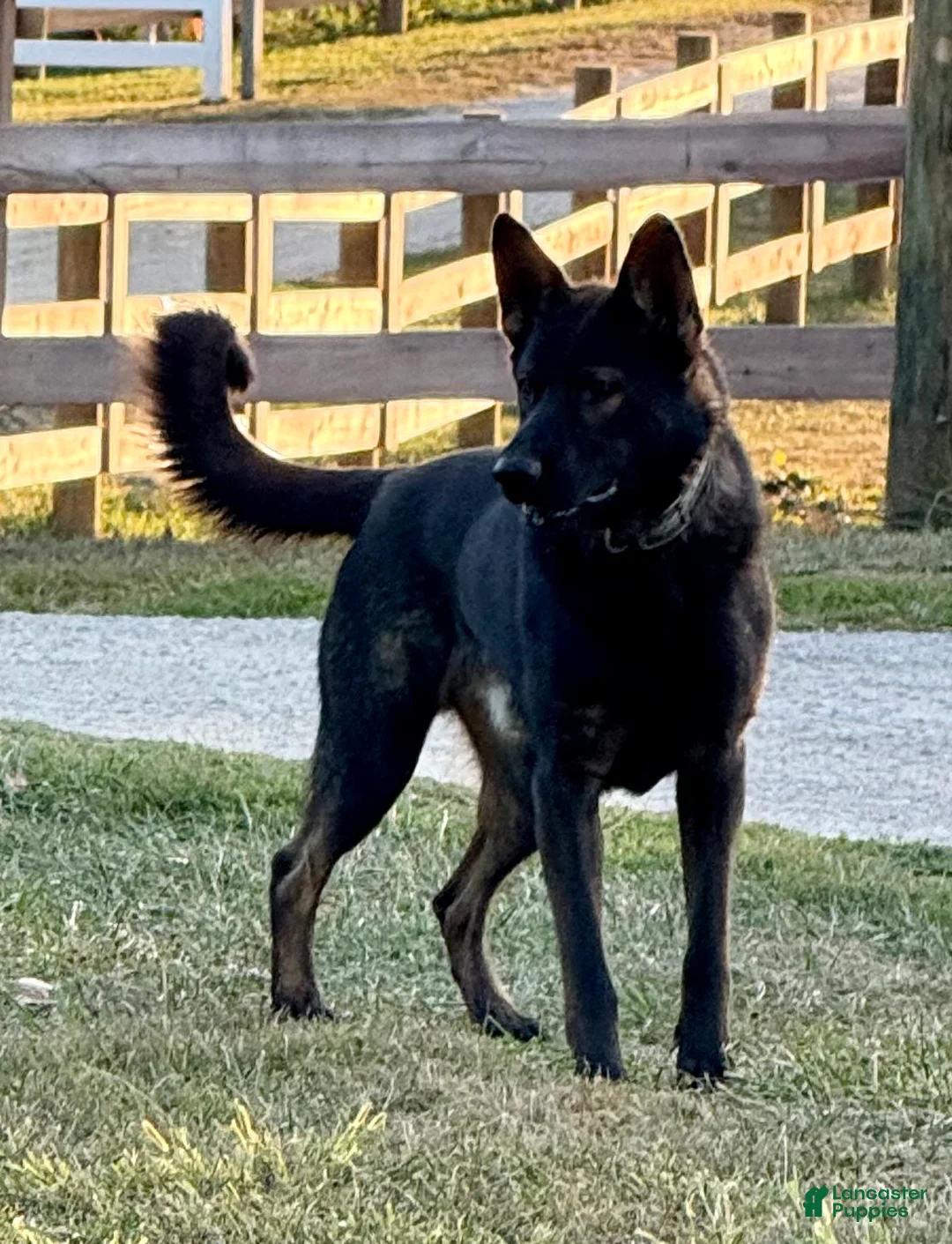 German Shepherd dogs for sale: German Shepherd Puppy 3 - Ad 3