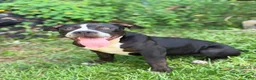 American Bully dogs for sale: American Bully 1 - Ad 1