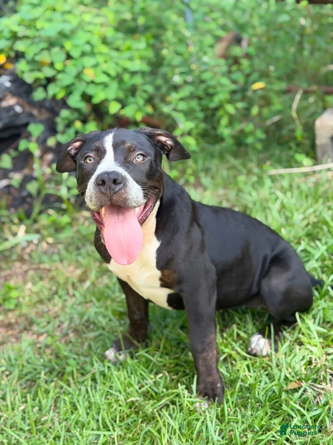 American Bully dogs for sale: American Bully 1 - Ad 1