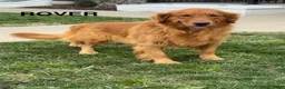 Golden Retriever dogs for sale: Katie - Ad 5