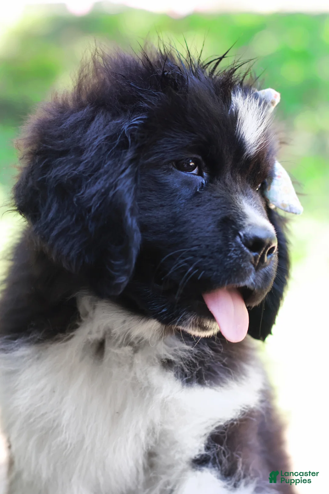 Newfoundland dogs for sale: Rosalina - Ad 2