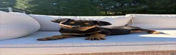 Rottweiler dogs for sale: Candy - Ad 2