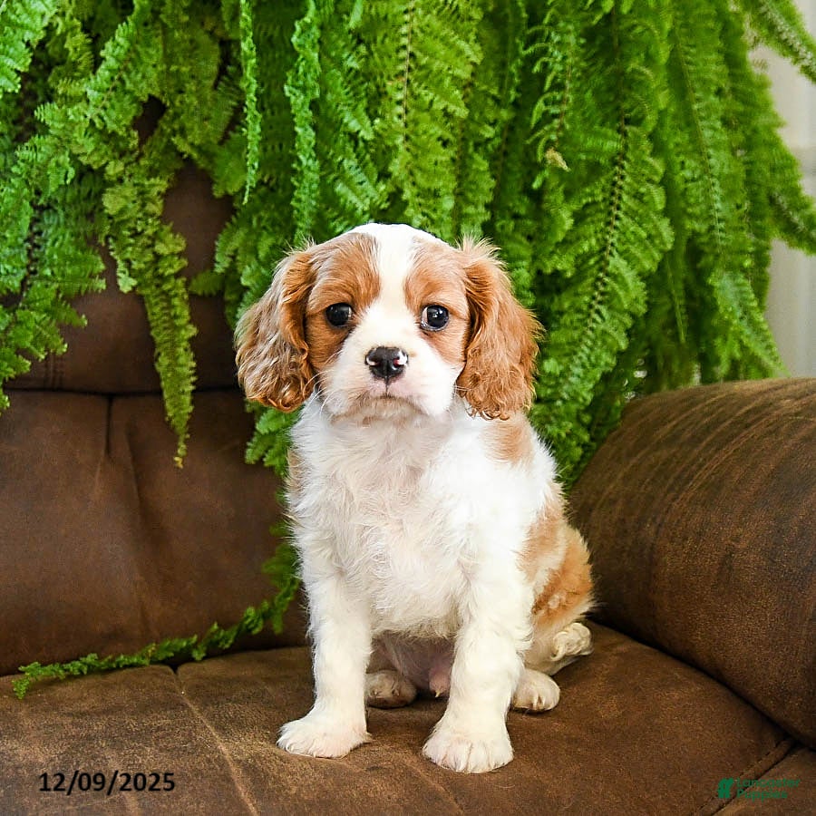 Cavalier King Charles Spaniel dogs Charlie - Ad 1
