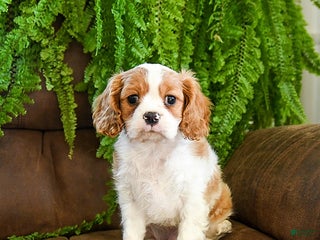 Cavalier King Charles Spaniel dogs Charlie - Ad 41