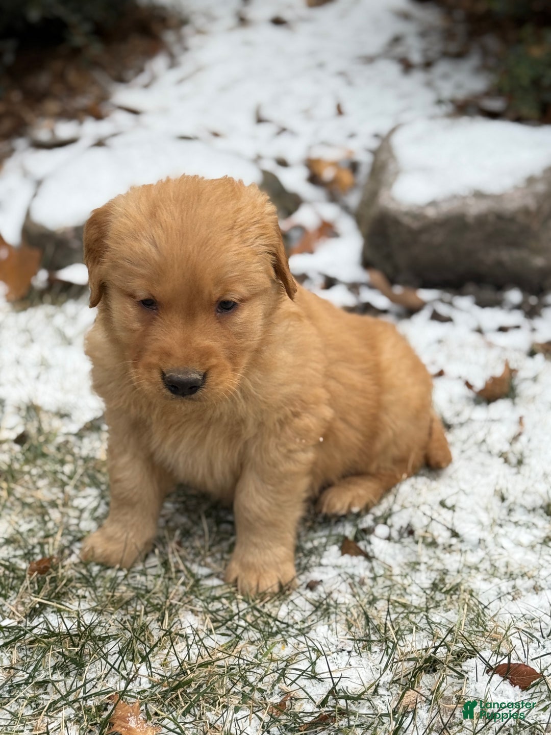 Golden Retriever dogs for sale: Sambo - Ad 4
