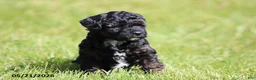 Miniature Poodle dogs for sale: Madison - Ad 1