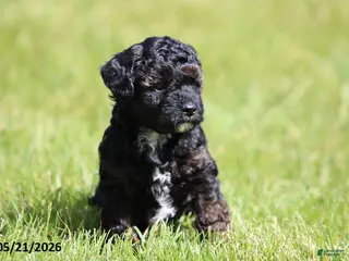 Miniature Poodle dogs for sale: Madison - Ad 1
