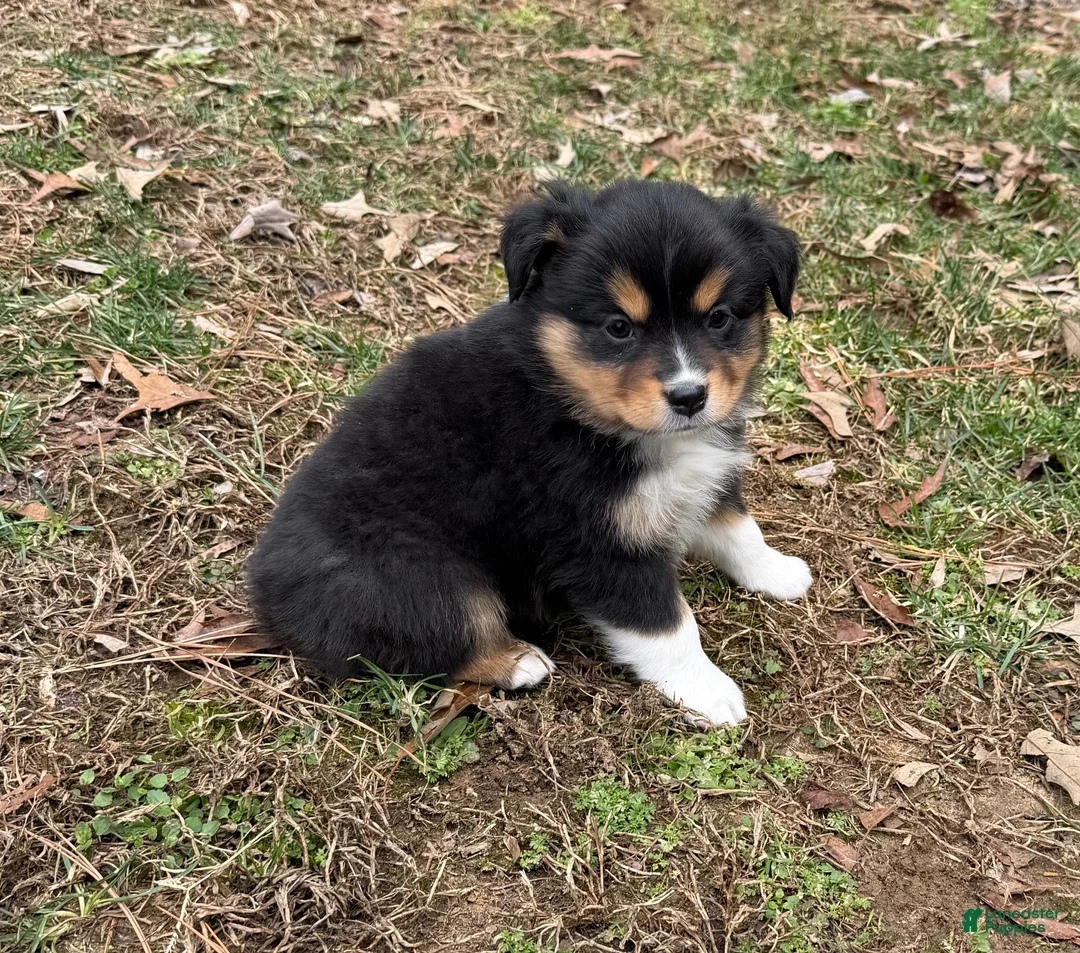 Australian Shepherd dogs for sale: Trixie - Ad 8