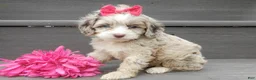 Cockapoo dogs for sale: Jane - Ad 8