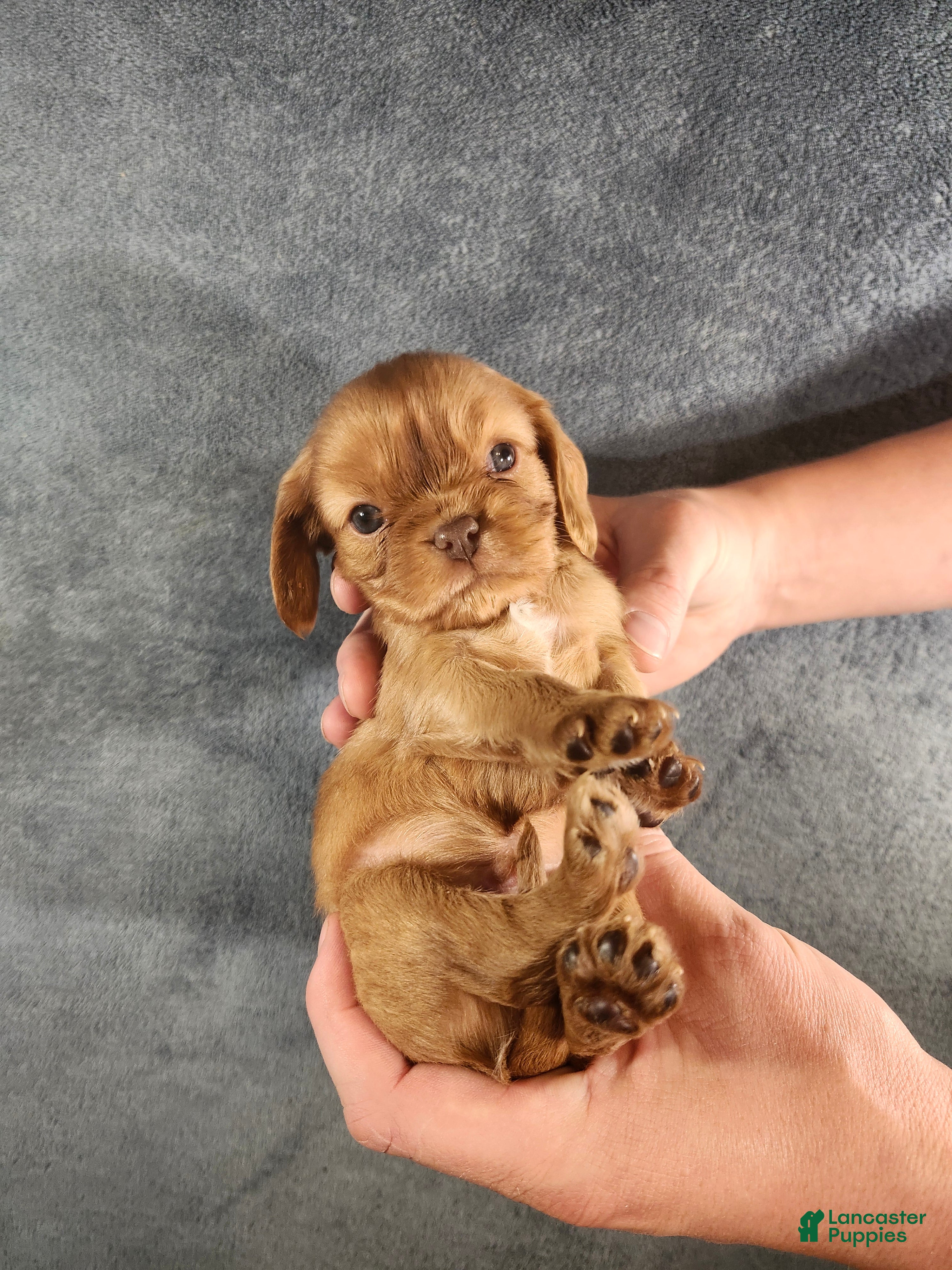 Cavalier King Charles Spaniel dogs Lil Jay-Jay - Ad 1