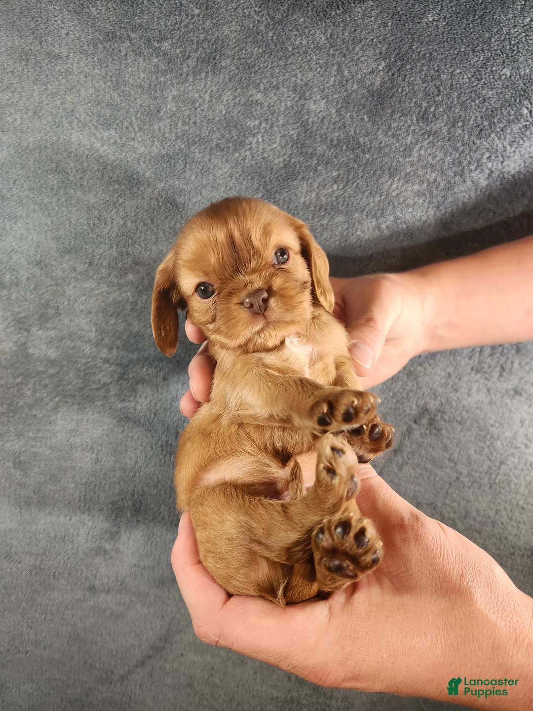 Cavalier King Charles Spaniel dogs for sale: Lil Jay-Jay - Ad 1