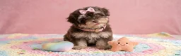 Maltipoo dogs for sale: BABY - Ad 1